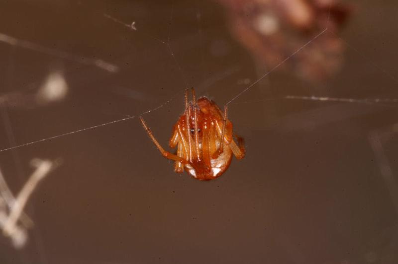 Parasteatoda_lunata_D4838_Z_88_Les Gris_Frankrijk.jpg